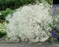 Gypsophila paniculata L.